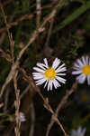 White panicle aster